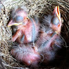 Baby American Robin birds