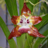 Orquídea epífita