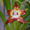 Orquídea epífita