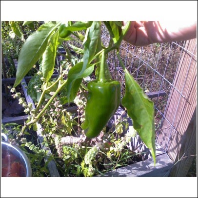 DP's Nashville Vegetable and Fruit Garden: Cold Weather