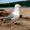 American Herring Gull