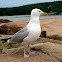 American Herring Gull