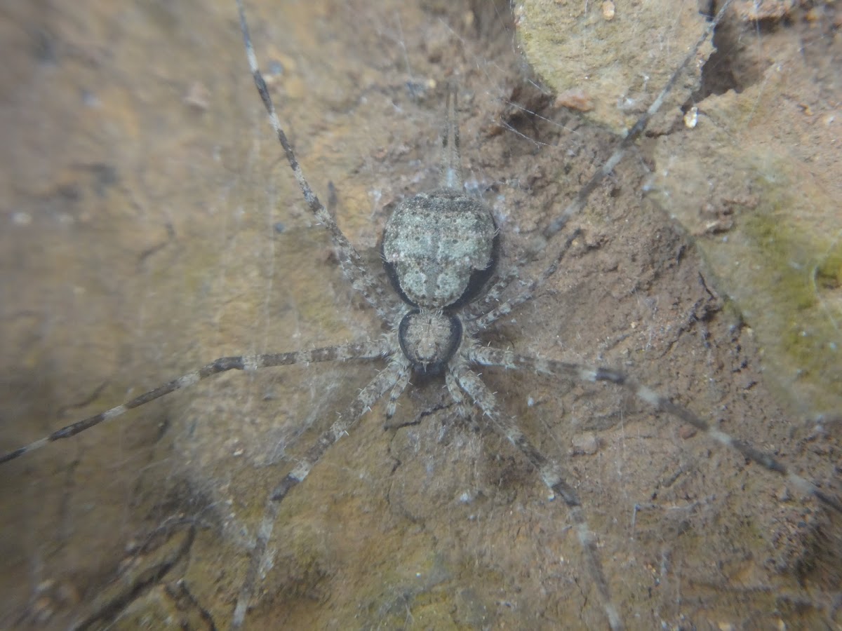 Two tailed Spider