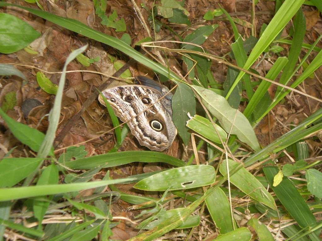 Borboleta olho-de-coruja (Owl butterfly)