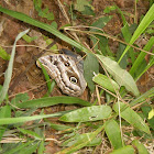 Borboleta olho-de-coruja (Owl butterfly)
