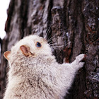 Eastern gray squirrel