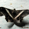 Enominae Moth