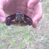 Chrysemys Picta Picta (Eastern Painted Turtle)