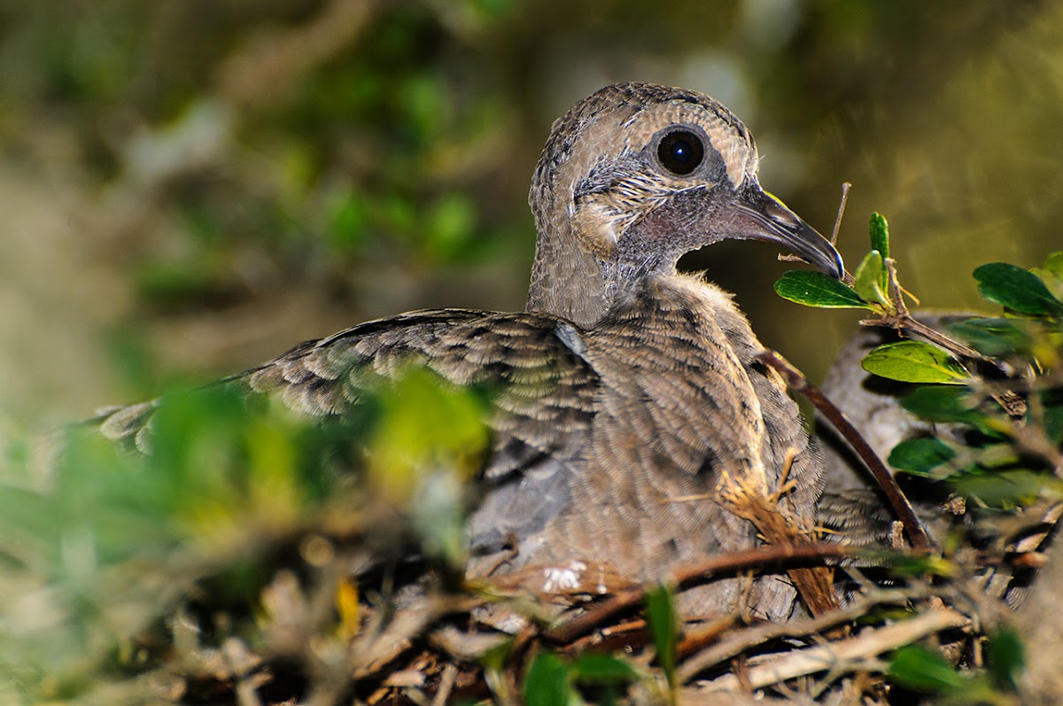 Eurasion Collared Dove (juvenile)