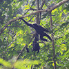 Siamang Gibbon