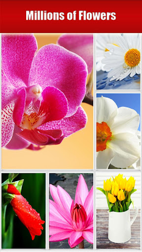 Cool Flower Wallpapers