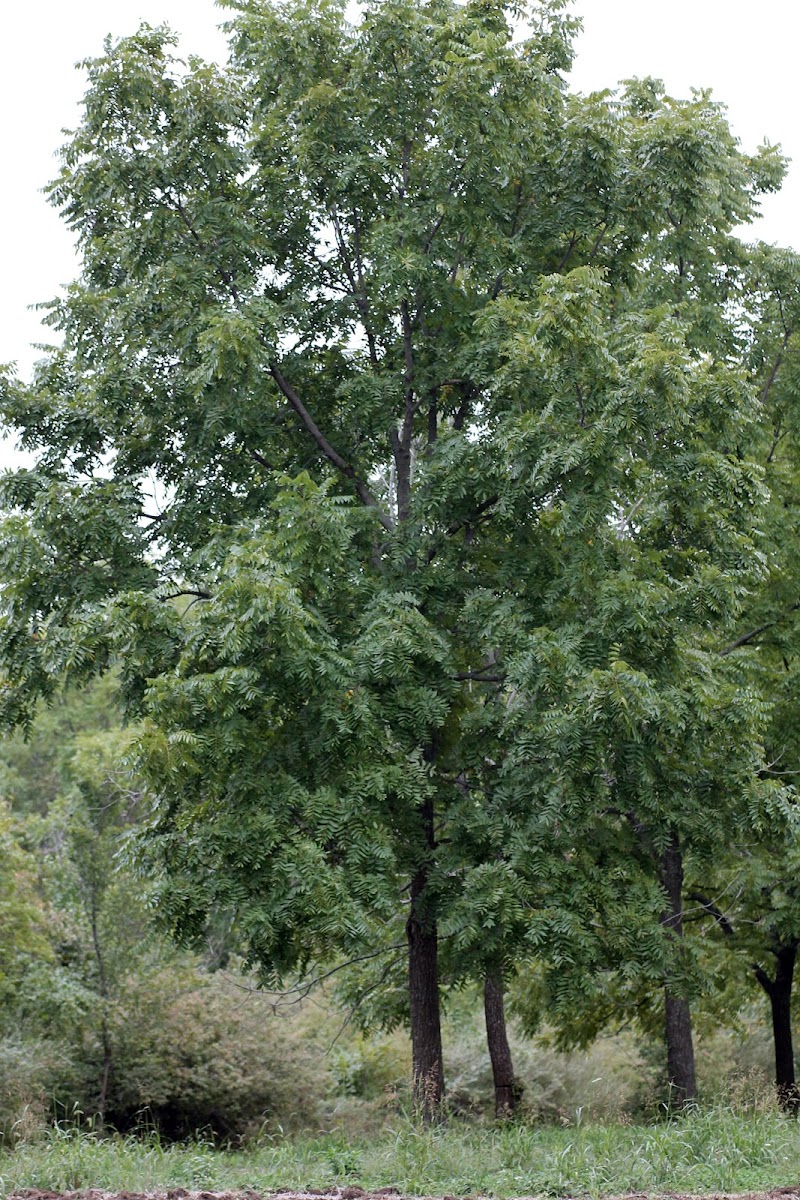 Black Walnut tree / fruit