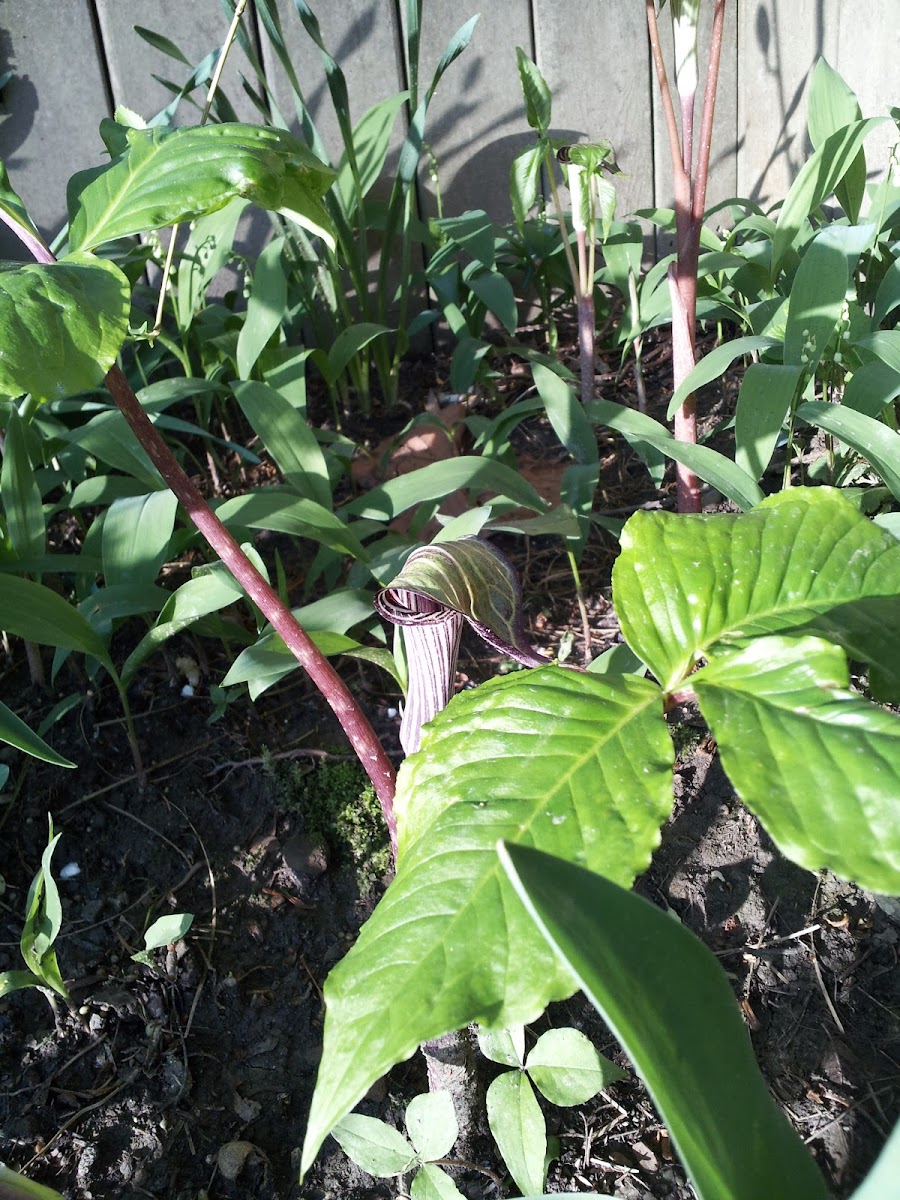 Jack-in-the-Pulpit