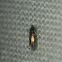 Unknown Tiny Moth