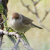 Blackcap Curruca Capirotada