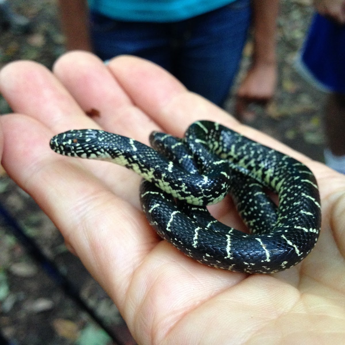 Black kingsnake (young of the year)