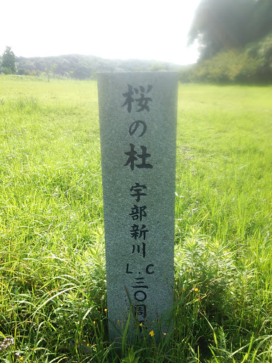 請川公園   桜の杜