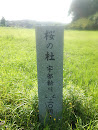 請川公園   桜の杜