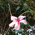 Pink hibiscus