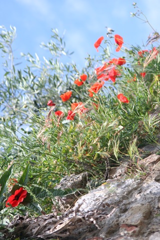 [SanGimignano0295.jpg]