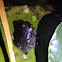 Western spade foot toad juvenile with tail