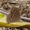 Dingy Bushbrown or Common Bushbrown Butterfly