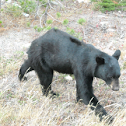 American Black Bear