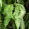 Old World forked fern