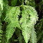 Old World forked fern