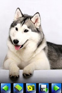 Husky Dog wallpaper