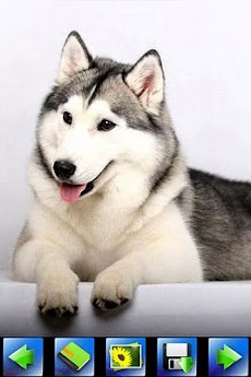 ハスキー犬の壁紙 Androidアプリ Applion