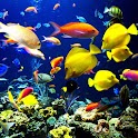 Sea World Wallpaper logo
