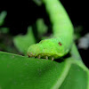 Hawk-moth Caterpillar
