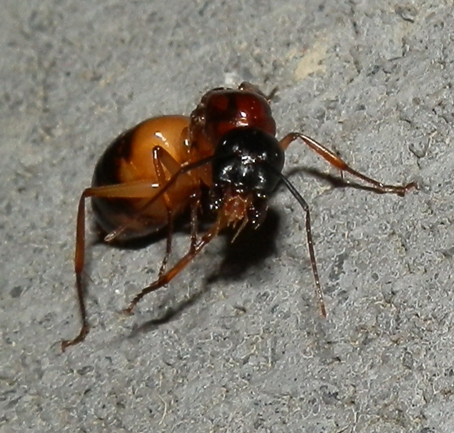 Nocturnal Sugar Ant