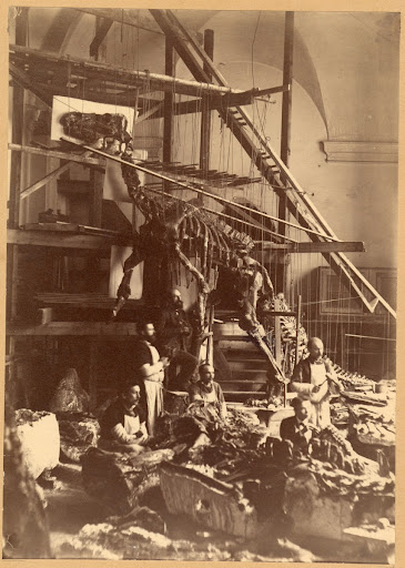1882: The first assembly of an iguanodon