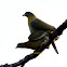 yellow footed green pigeon