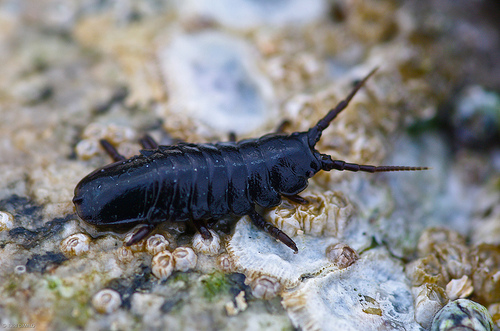 Rockweed isopod