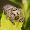 Jumping spider (female) feasting on a sweat bee