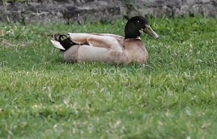Duck Nap by Cecilia Laird -  