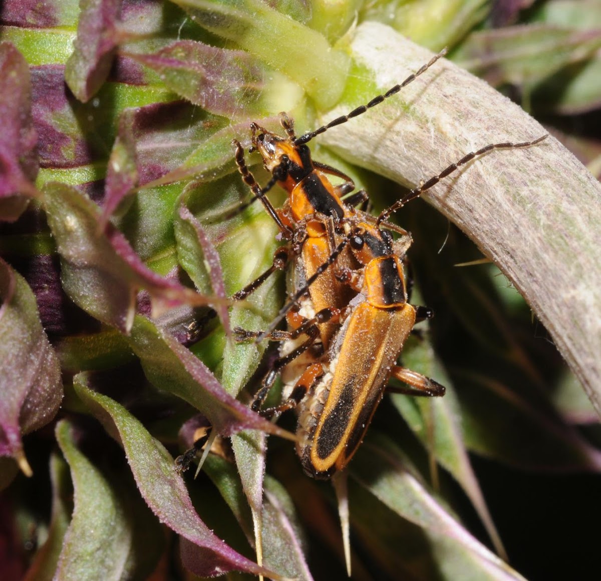 Margined leatherwing beetles (mating pair)