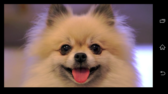 Download Funny dog TV - Video Search APK for Android