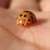 Orange ladybug