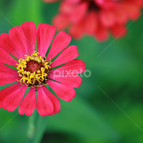 red flower by Benedict Gascon - Flowers Flowers in the Wild