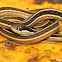 Eastern ribbonsnake