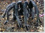 tarantula-feeding