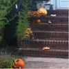 Squirrel-eaten pumpkins