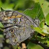 Lattice Brown Butterfly