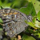 Lattice Brown Butterfly