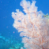 Bushy black coral