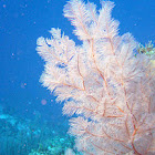 Bushy black coral